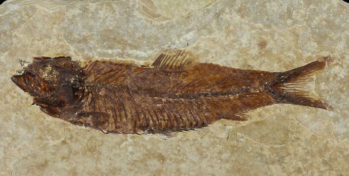 Knightia Fossil Fish - Wyoming #67374